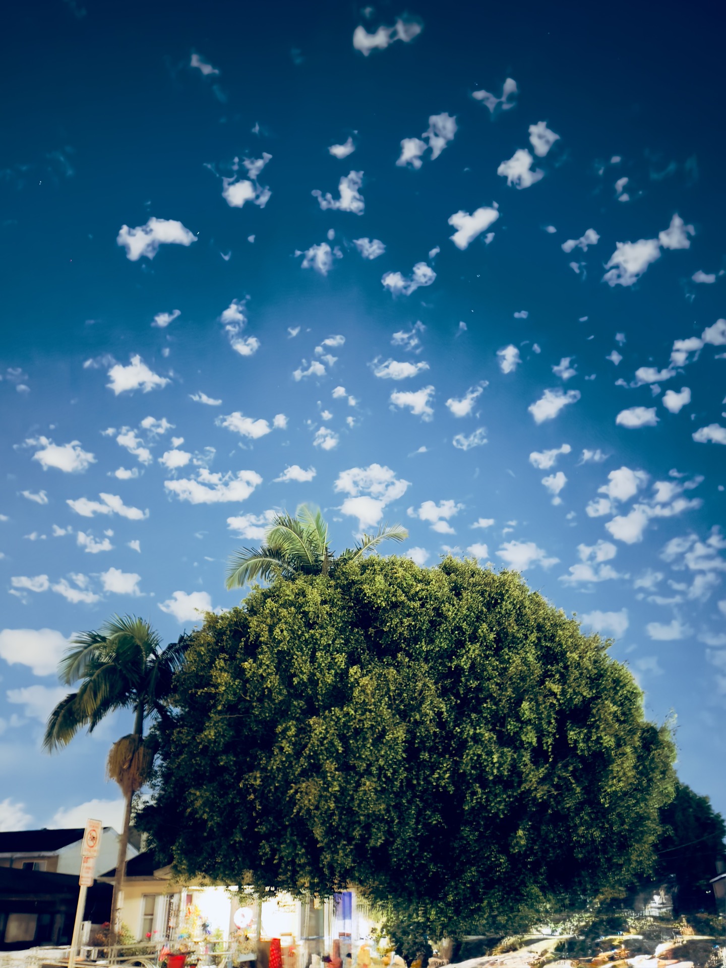 Skydiver floating above the Palm Jumeirah coastline